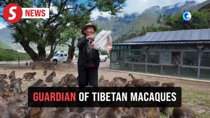 Tobgye: 25 years as guardian of Tibetan macaques