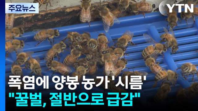 폭염에 양봉 농가 '시름'... 꿀벌, 절반으로 급감 / YTN