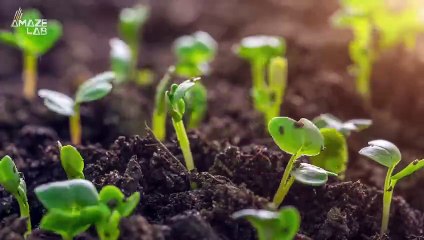 This Fungi Could Feed the World and Reduce Carbon in the Air