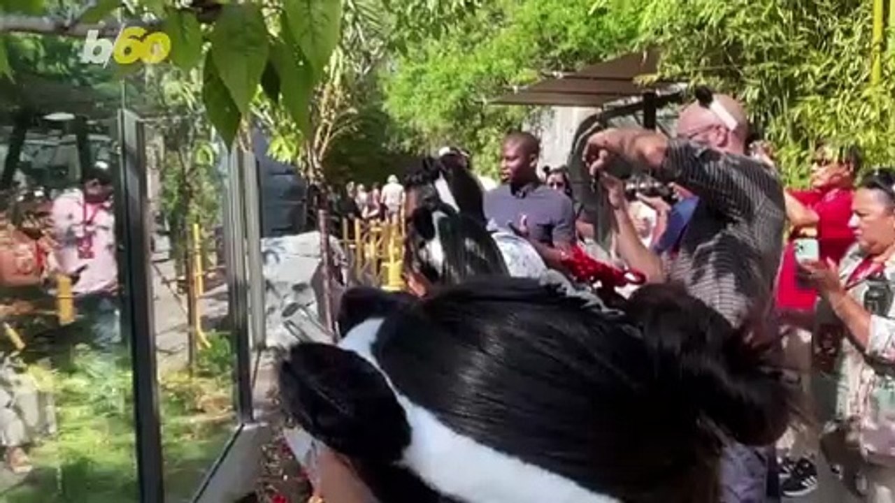 These Pandas Are Making Their Home at the San Diego Zoo