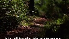 "O Silêncio da Natureza"