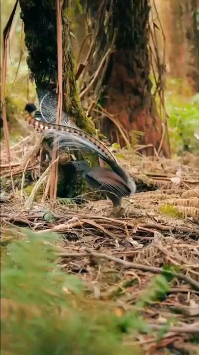 beautiful Birds