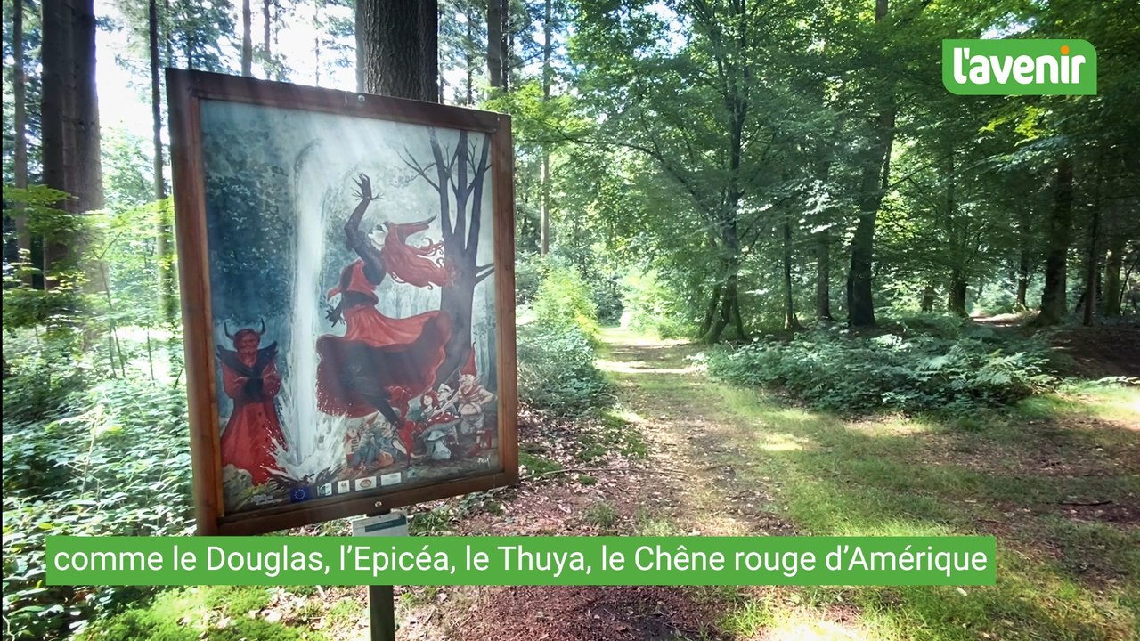 Plongée au cœur des légendes dans le petit bois d'Hamaide