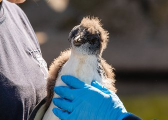 Edinburgh Zoo: Poly the penguin chick