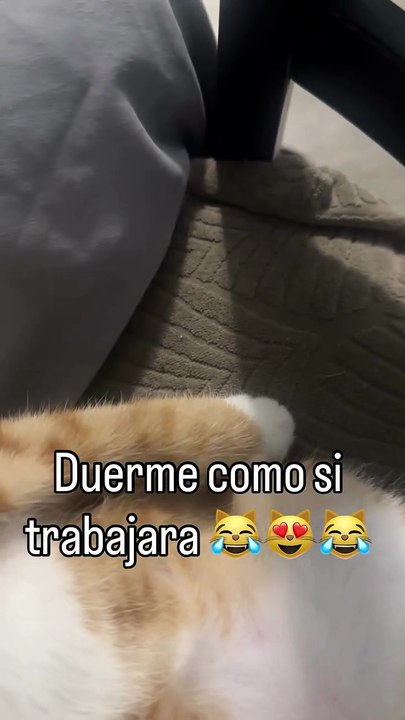 Huy creo que cuervo no va a responder 😸