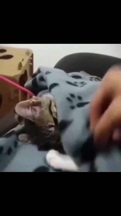 Que tierno michito 🐈