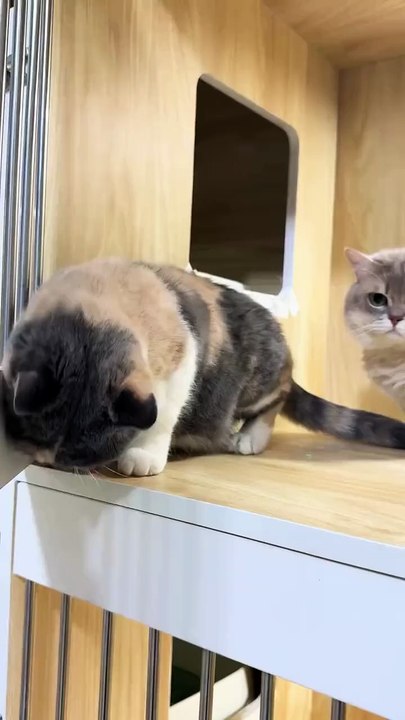 Que gatitos 😺