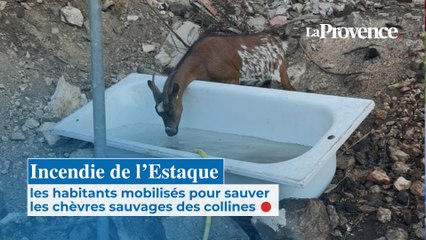 Incendie de l’Estaque : les habitants mobilisés pour sauver les chèvres sauvages des collines