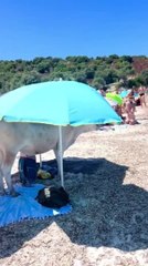 Cow Stands Under Umbrella to Avoid Sun at Beach