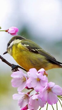 Village Fair and Folk Culture | Traditions & Festivals of Rural Uk