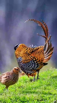 Traditional Farming in the Village | Ploughing Fields with Oxen