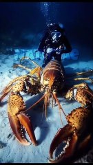 What are these creatures called Part. 1