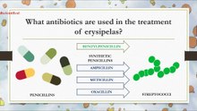 What antibiotics are used in treatment of erysipelas?