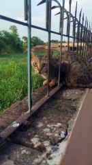 Cute Village Cat ❤️ Curious Village Cat on Guard Duty! 🐱🌾