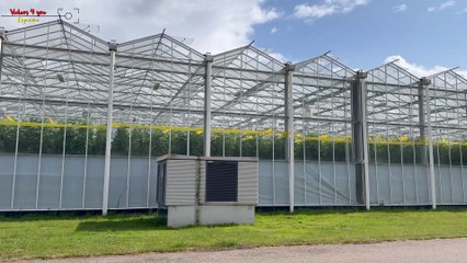 La revolución agrícola de Holanda: Invernaderos de cristal de última generación