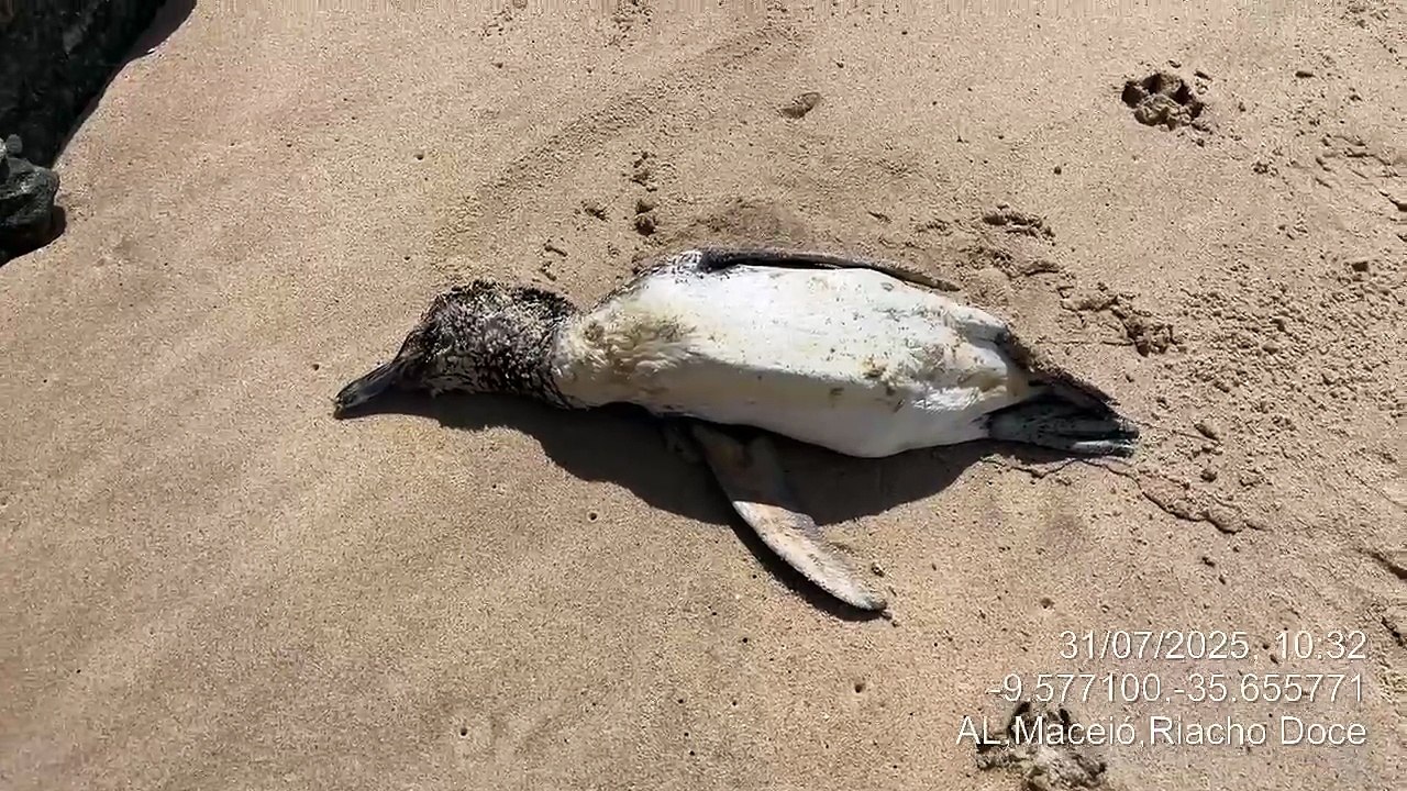 Pinguim morto é encontrado em praia de Maceió; biota alerta para influenza aviária