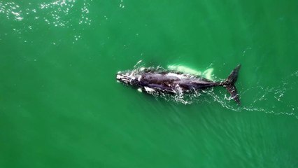 Filhote visto na Praia de Itapirubá Norte, em Imbituba