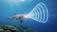 The Silent Scream of the Sea: Unlocking the Secret of Dolphin Sonar