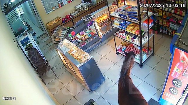 Flagra inusitado! Cavalo entra em padaria, vai até a prateleira e surpreende funcionária no Paraná; assista