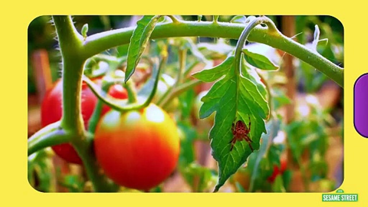 Sesame Street | Itsy Bitsy Spiders! 🕷️｜ Elmo's World Spiders