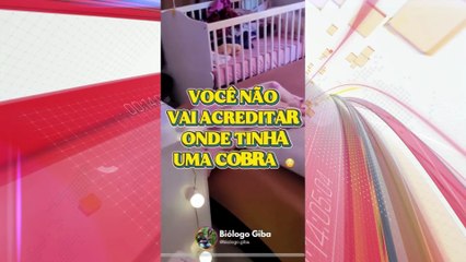 Família encontra cobra dentro de berço de bebê