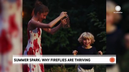 What's behind this summer's firefly glow? Weather may be the spark