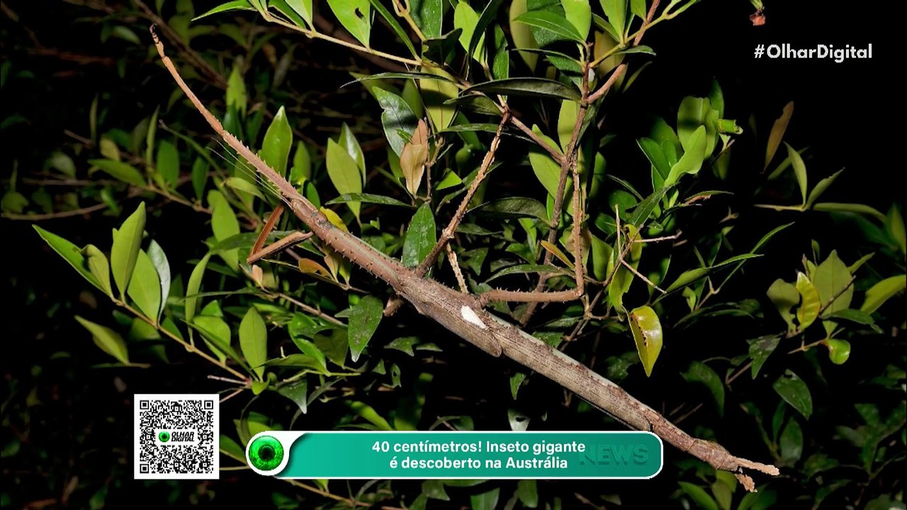 40 centímetros! Inseto gigante é descoberto na Austrália