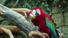 Beautiful and Dashing Red Macau Bird