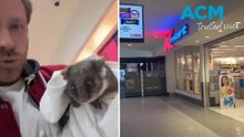 Heartwarming moment shopper rescues lost possum in Kmart