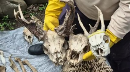 Registran 27 casos por caza ilegal en lo que va del año