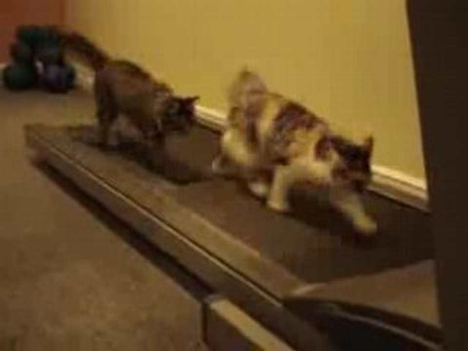 Kot and doroga
