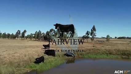 Fairview Black Simmentals 2025 Bull Sale