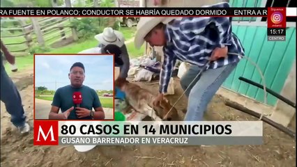 En Veracruz, el gusano barrenador se extiende por 14 municipios del estado