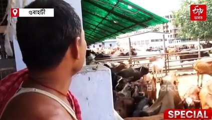 ৰাণী, লালী, ছটুহঁতৰ কথাৰে... যিয়ে নিঃশব্দে আমাক শিকায় শৃংখলাবদ্ধতা, নিয়মানুবৰ্তিতাৰ পাঠ