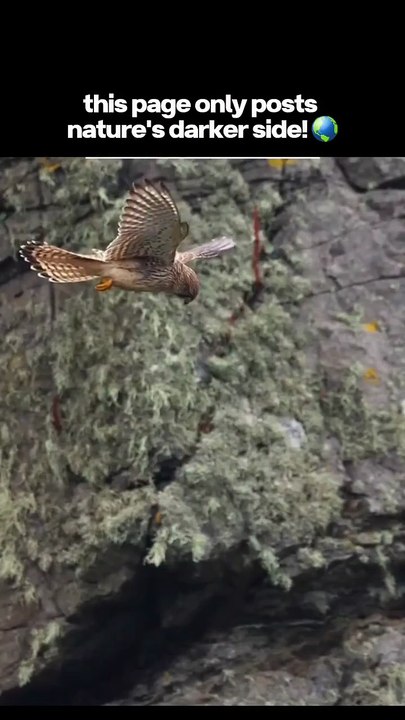 Look this bird🔥👀