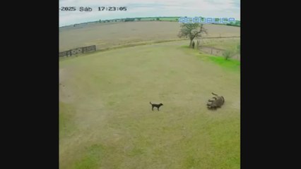 El increíble momento en que un granjero le hace RCP a su caballo y la revive