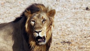 Lion king of Jungle