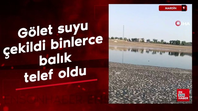 Mardin’de gölet suyu çekildi binlerce balık telef oldu