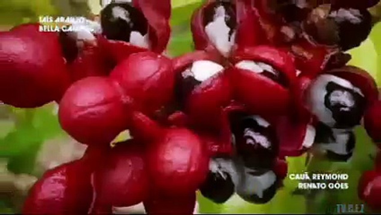 TV.C.F.Z CAP - DE SEXTA-FEIRA 01.08.2025 V