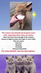 Can cats drink cow's milk