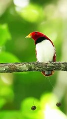 All video about birds life and hunting birds etc