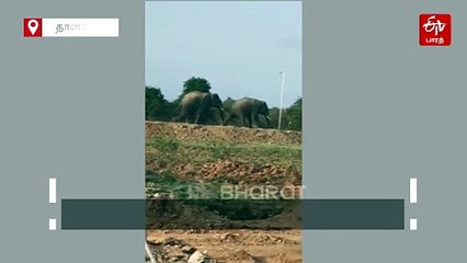 ஊருக்குள் புகுந்த காட்டு யானைகள்; பொதுமக்கள் செய்த நெகிழ்ச்சி செயல்!