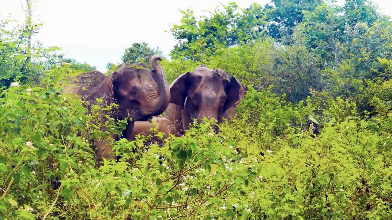 Gigantes y Salvajes Cap 3 - Gigantes en mundos verdes