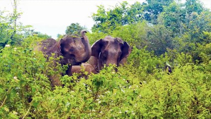 Gigantes y Salvajes Cap 3 - Gigantes en mundos verdes
