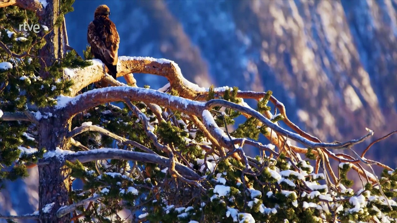 Gigantes y Salvajes Cap 4 - Gigantes en tierras altas