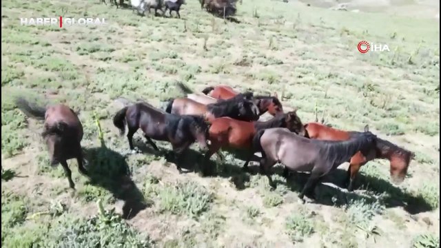 Yaylalara yiyecek aramaya gelen yılkı atları şaşırttı
