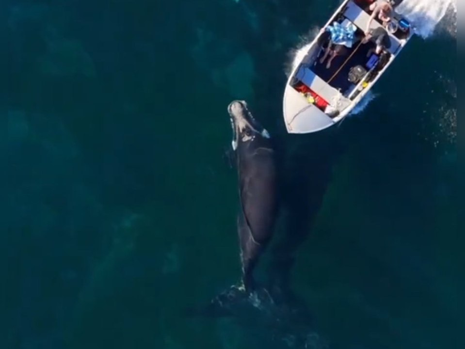 Schnellboot rast über Walfamilie hinweg