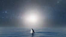 Firefly orca che salta dal mare nel cielo stellato con un'aura bianca sfumata dietro  221300