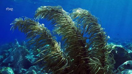 Estructuras animales Cap 2 - Ciudades sostenibles