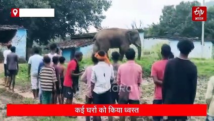लातेहार में जंगली हाथी ने एक ग्रामीण को कुचलकर मार डाला, कई घरों को किया ध्वस्त